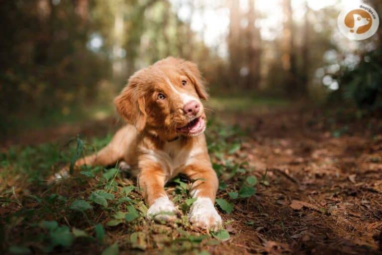 Do Dogs Get Jealous of Other Puppies