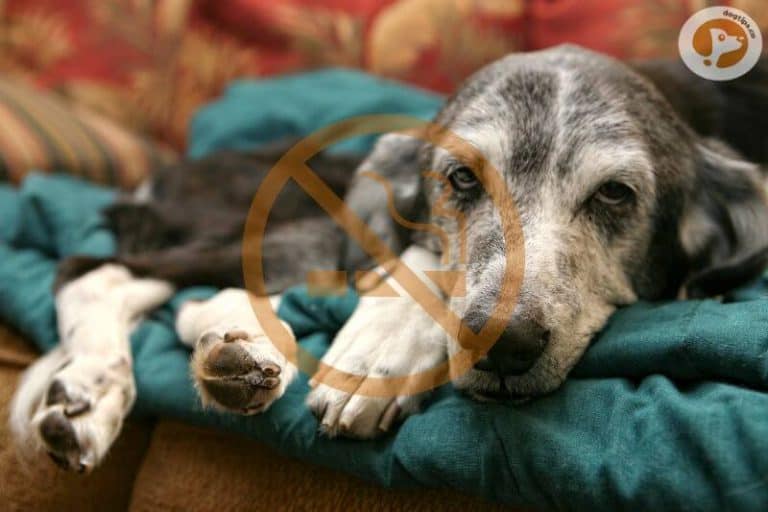 The Effects of Secondhand Smoke on Dogs